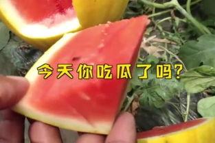 娱乐吃瓜名字大全,揭秘那些令人捧腹的“吃瓜”名字背后的故事